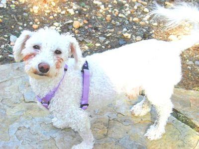 A small white dog stands in the sunlight.